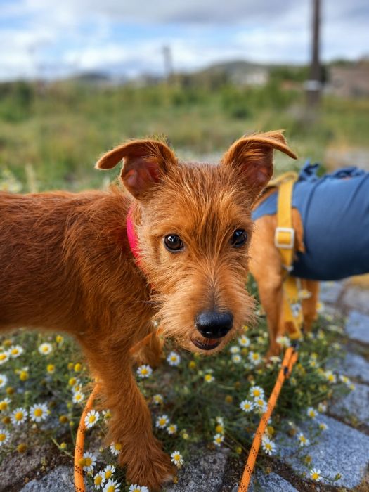 Adoção cão e cadela porte pequeno