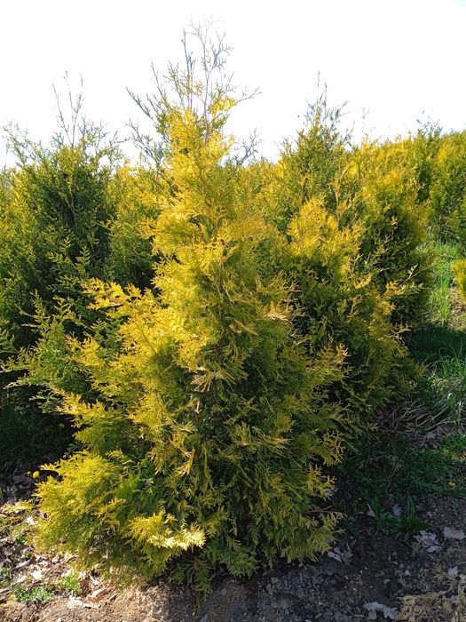 Tuja żółta sunkist/ europe gold 170/200