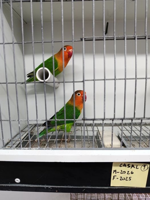 Casal de agapórnis fischeris verdes ancestrais