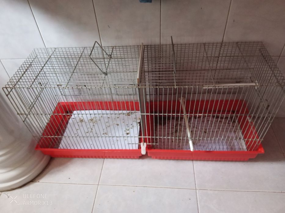 2 casais Canários  (4)