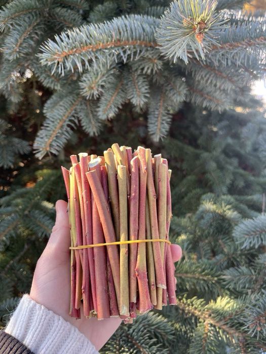 Черенки  живці лохини10 сортів.Саджанці лохини