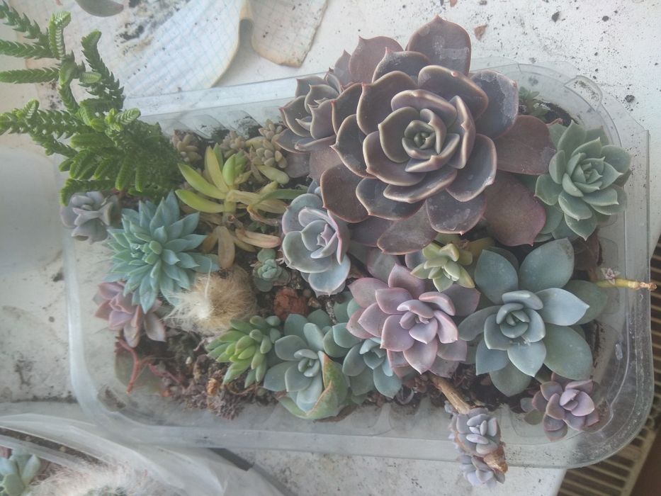 Сукуленти в асортименті
