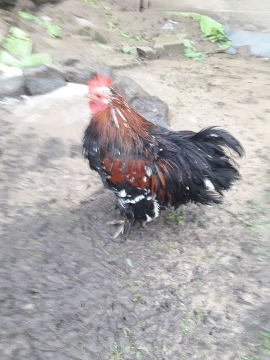 Карликовий кахенхин