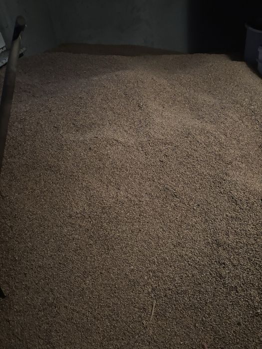 Pszenica ozima zbiór 2025