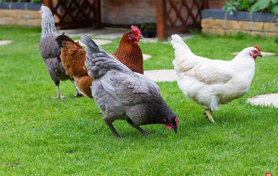 kokoszki, brojlery, kaczki - Ferma Drobiu ŚWIEBODZIN