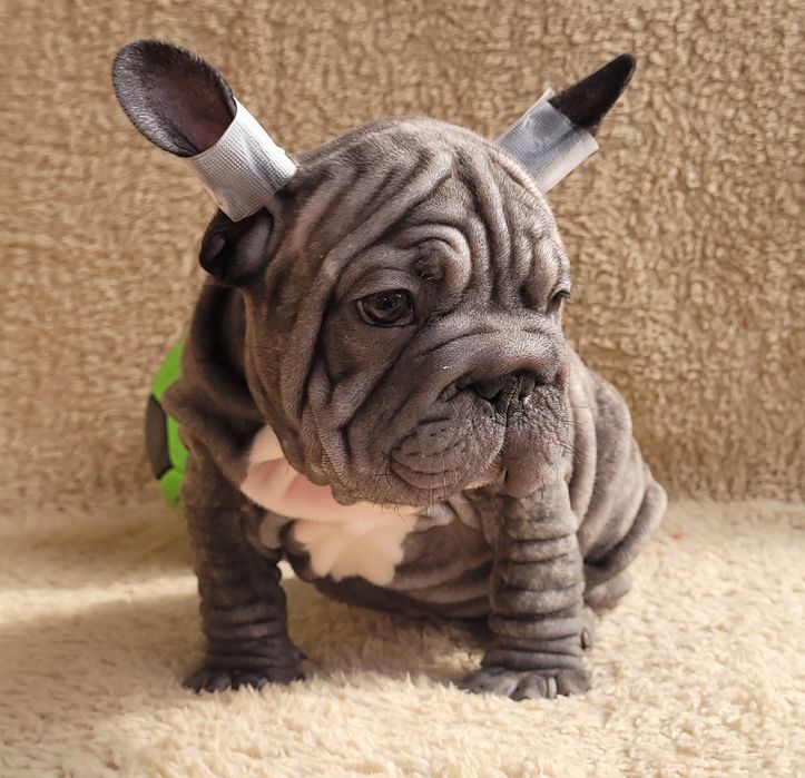 Bardzo słodki chłopiec. Big Rope.