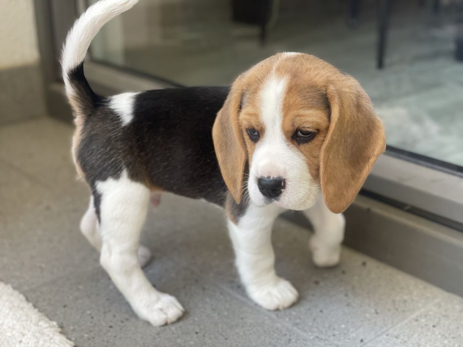 Szczeniczki beagle, FCI!