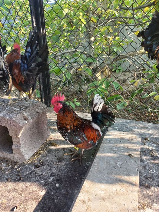 Karzełek polski kurki kury liliputki jaja jajka lęgowe