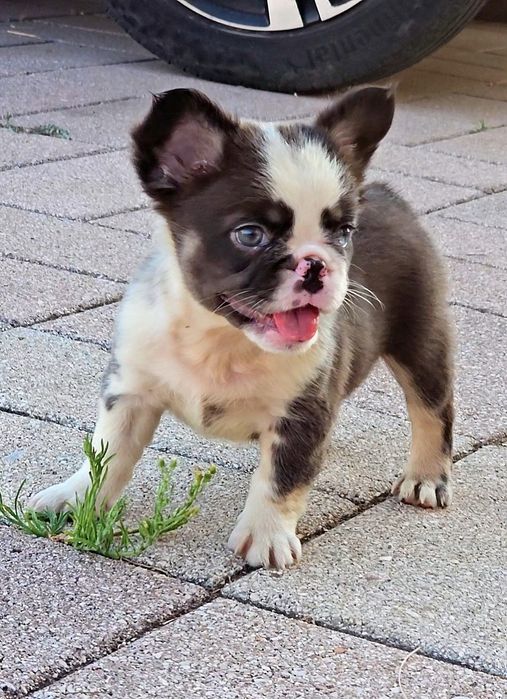 Bulldog Francês Fluffy Fêmea