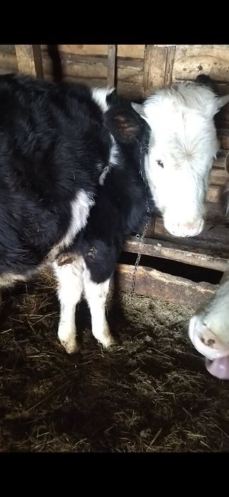 Продаються корови