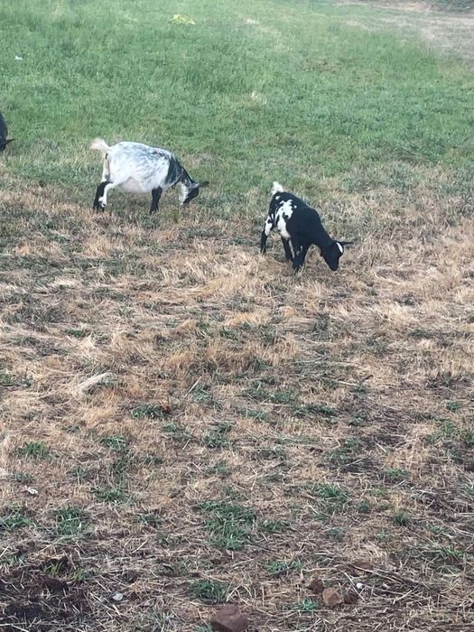 Vendo 4 cabras micro anas prenhas