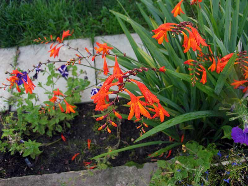 Крокосмія, цибулини квітки крокосмії (монтбреція) Crocosmia