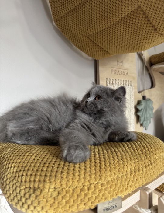 Kotka dlugowłosa gotowa do odbioru