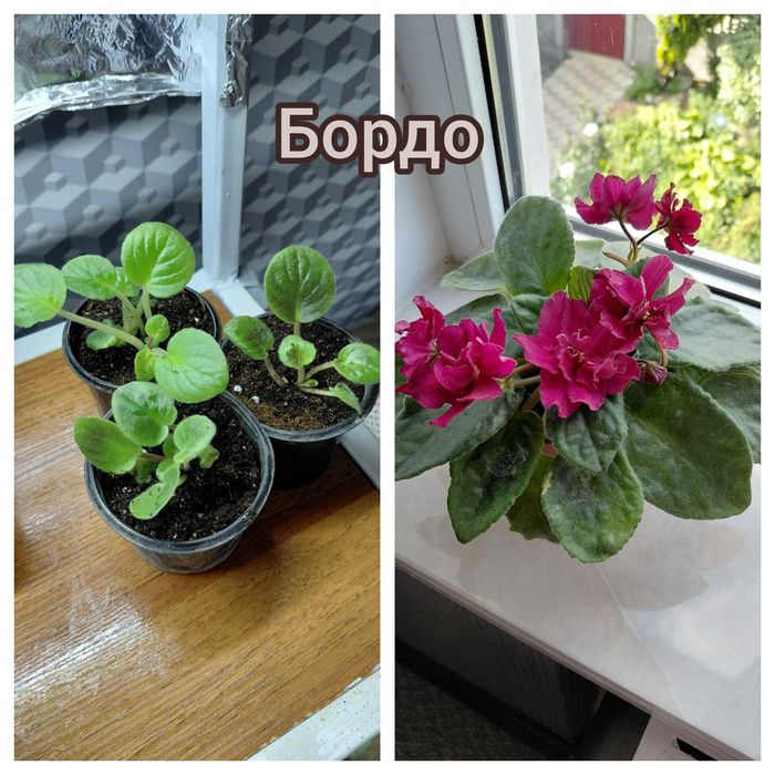 Набір діток ФІАЛОЧОК