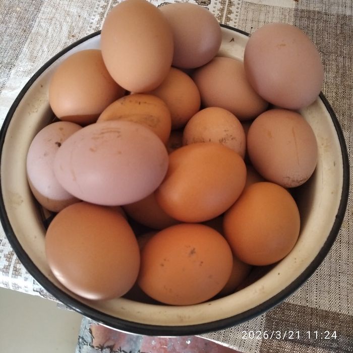 яйця курячи домашни