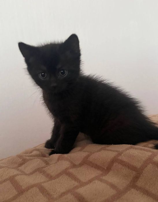 Віддам в добрі руки кошенят