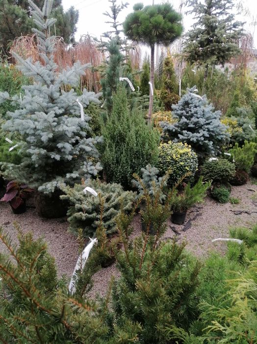 Смарагд Спартан Блю арроу