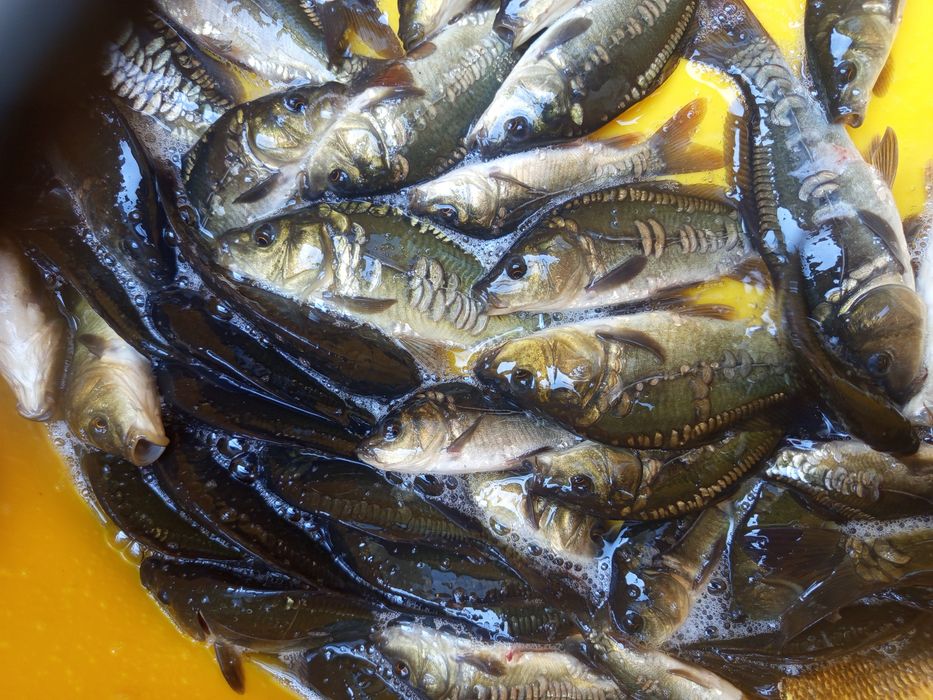 Karp królewski w sprzedaży