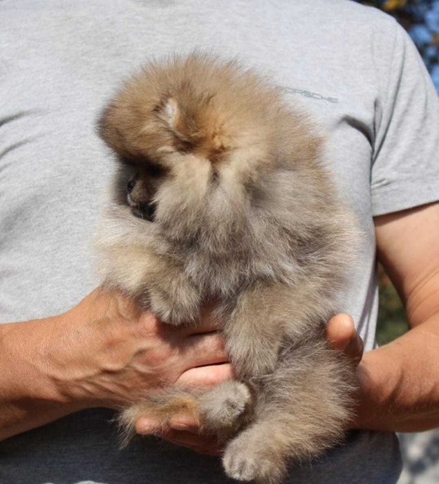 Spitz Alemão Anão e/ou Lulu da Pomerânia  FEMEA   com  LOP e AFIXO