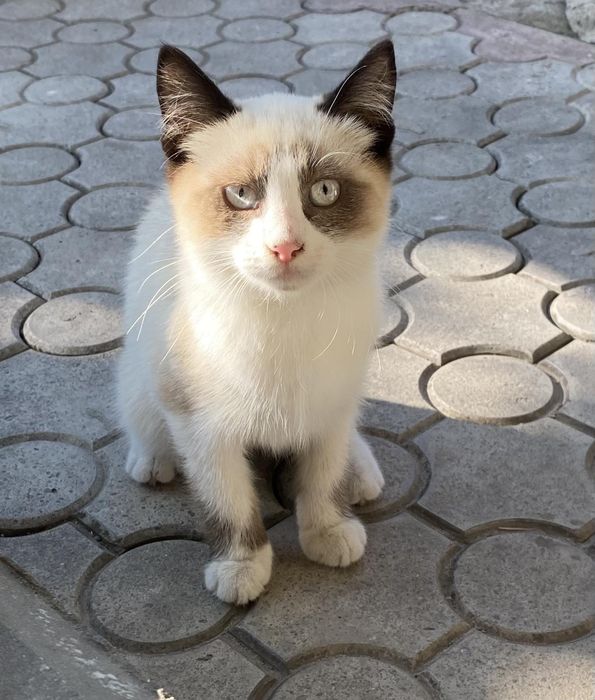 Отдам котят в хорошие руки.