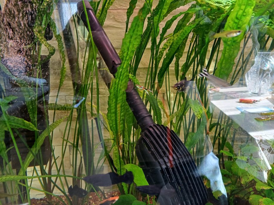 Kryptokoryna karbowana .