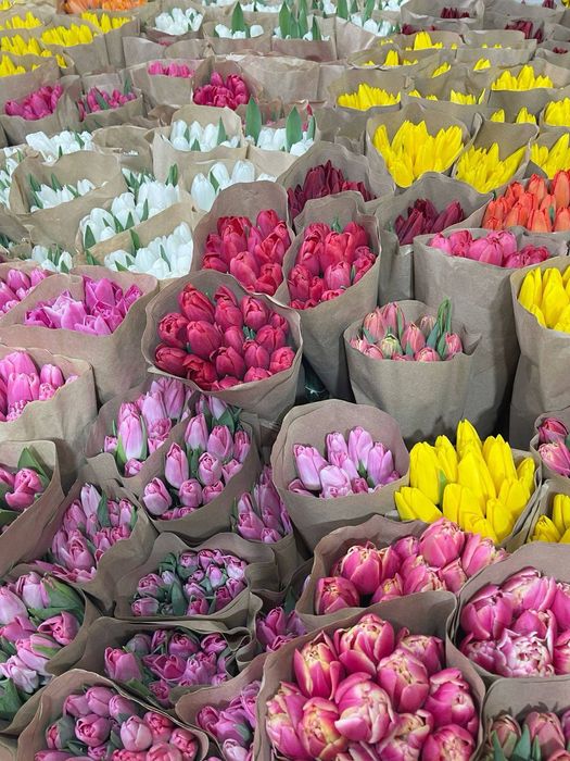 Тюльпани до свята