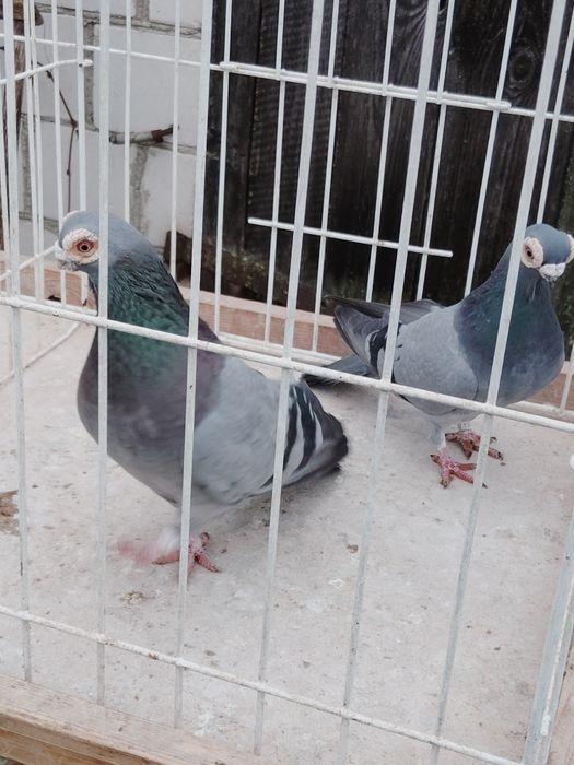 Gołębie ozdobne Brodawczak Polski