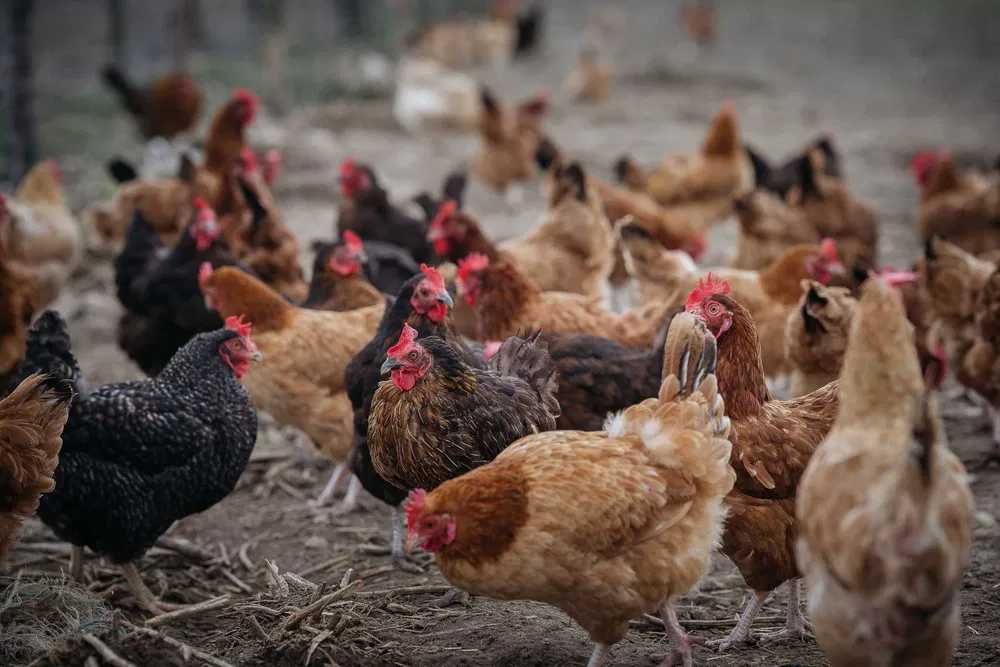 Kurki odchowane Rosa Leghorn Białopole
