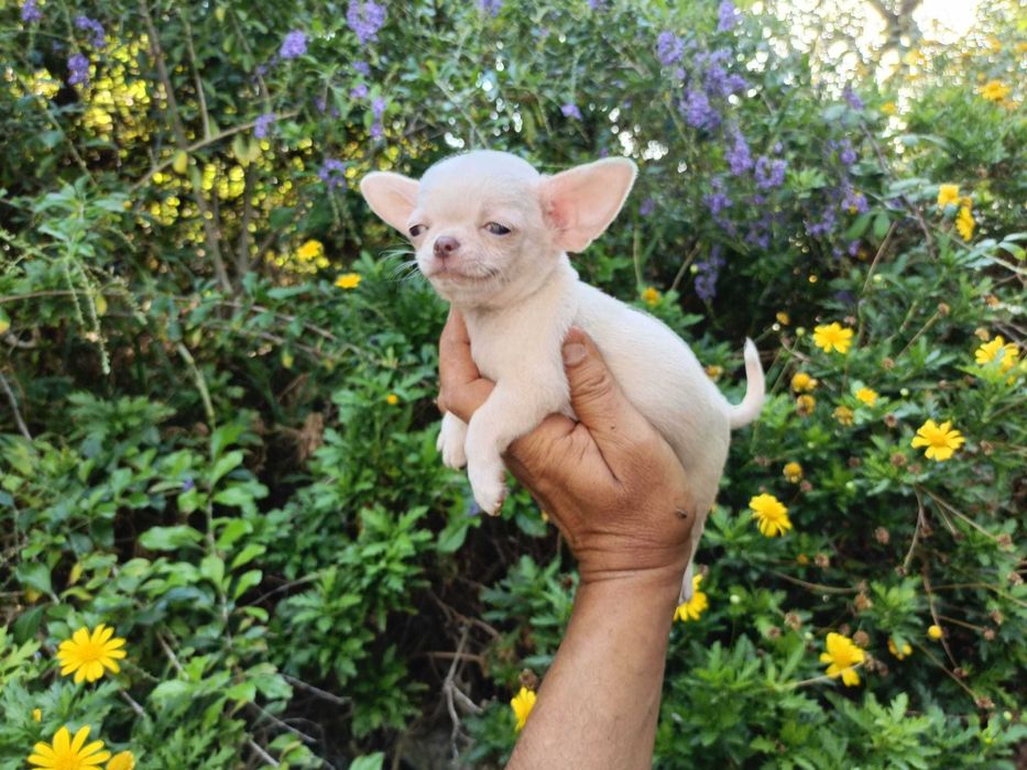 Chihuahua mini macho