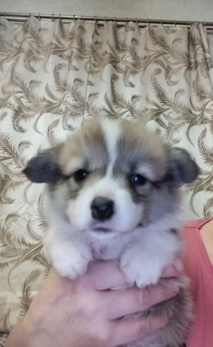 Хлопчик бобтейли рижо -білий