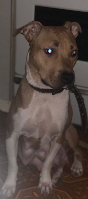 Піт-бультерер щеночьки