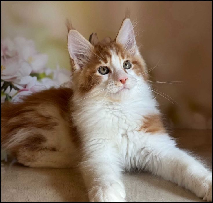 Kocurek Maine Coon Windor Już do odbioru