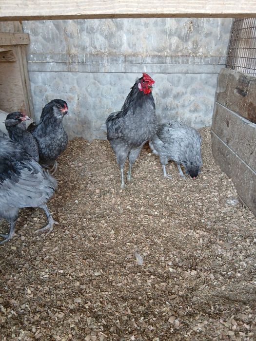 Jaja legowe kur araukanów 10 sztuk DOSTĘPNE