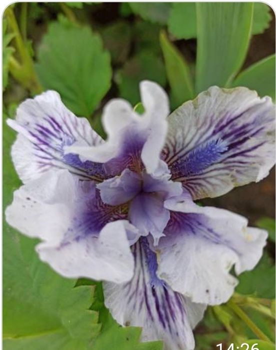 Бордюрні іриси , низькорослі іриси