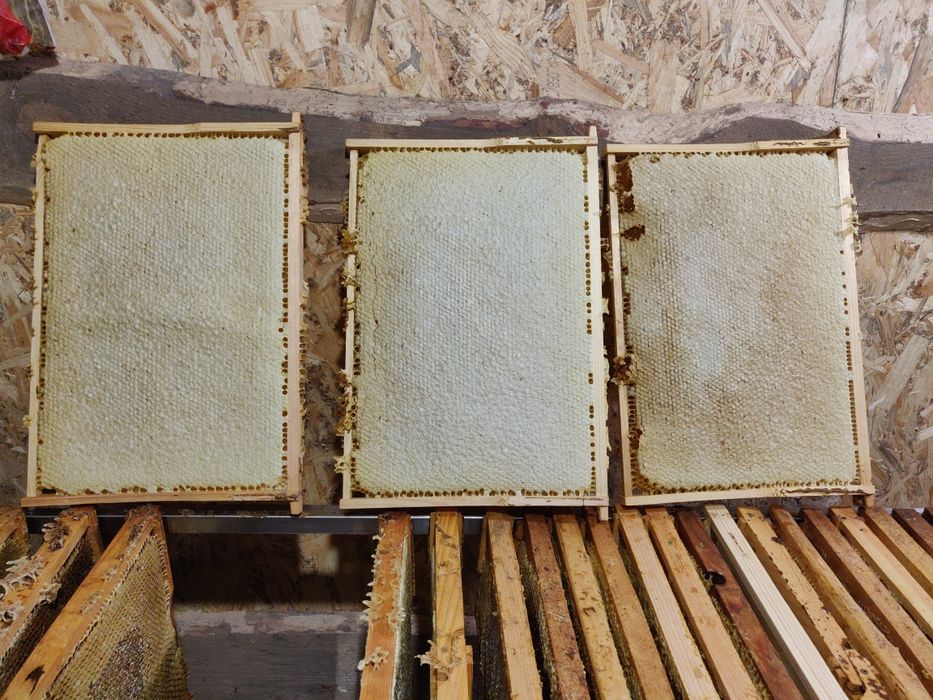 Продам медоносних бджіл