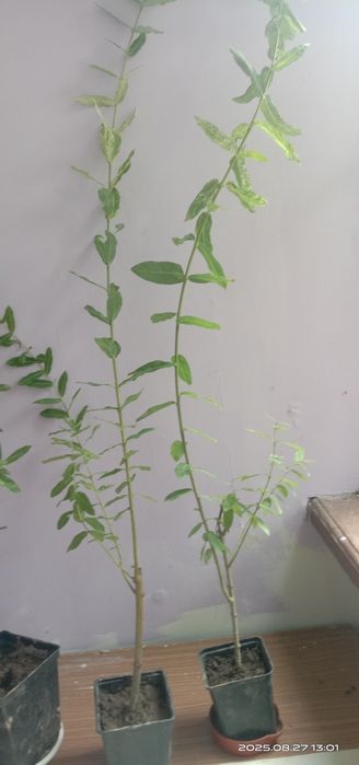 Японская ива Хакуро Нишики, кучерявая Матсудана.