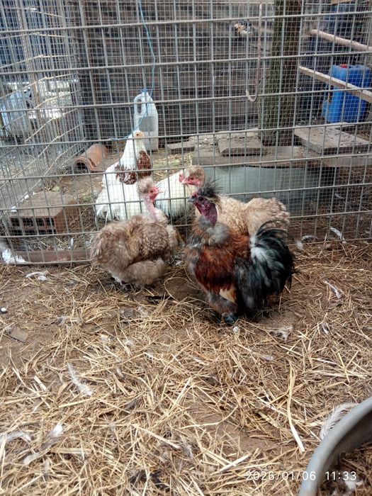 aves troco este pombo raça papo de vento