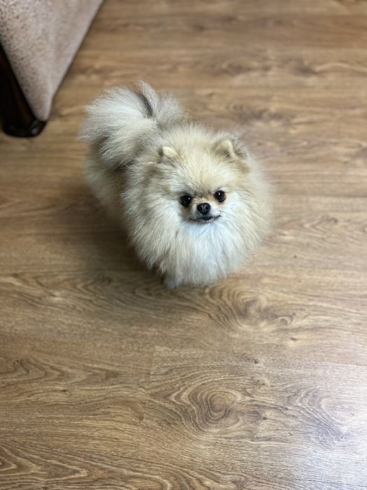 Дівчинка померанський шпіц