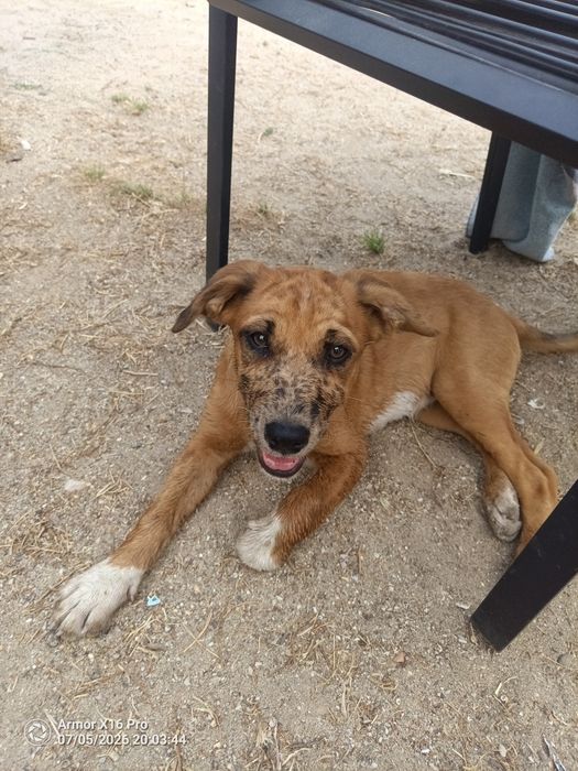 Cadelinha bebé 3 meses para dar