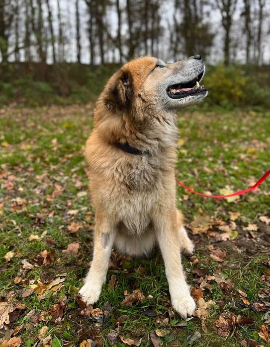 Piękny mix kaukaza do adopcji!