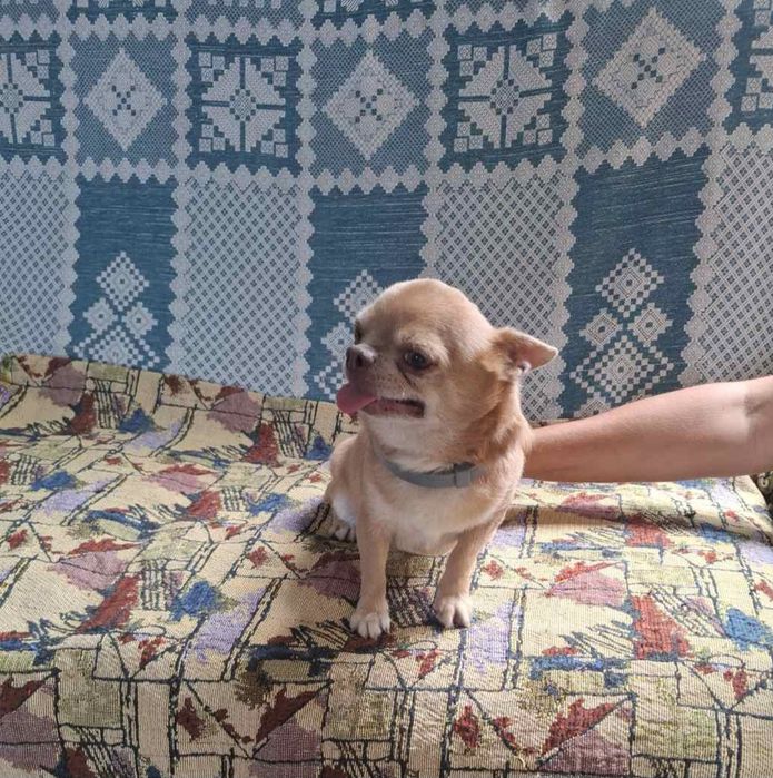 Вязка чихуахуа изабеловый