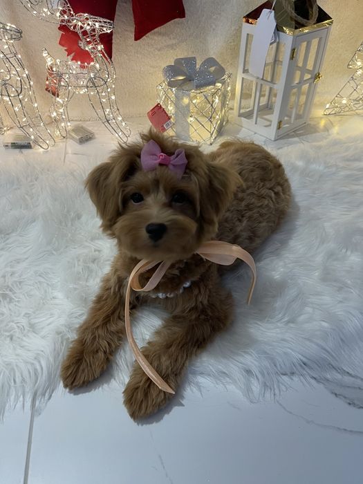 Помапу  ваш найкращий подарунок літа