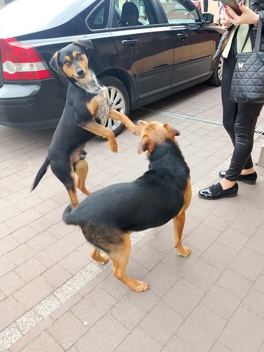 Oddam pieska za darmo