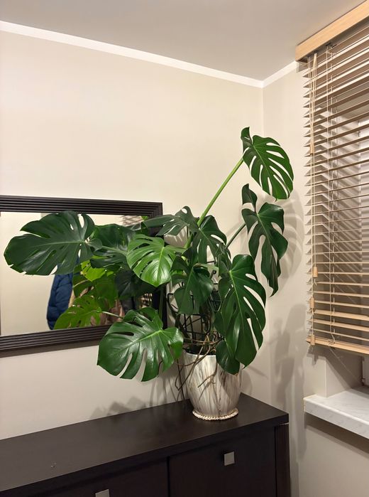 Trzyletnią zdrowa monstera