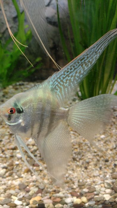 Skalar pinoy zebra blue koi