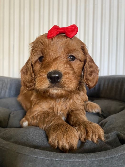 Zarezerwowana!!! Cavapoo F1B Akira Cavapoo&Pudel Miniaturowy