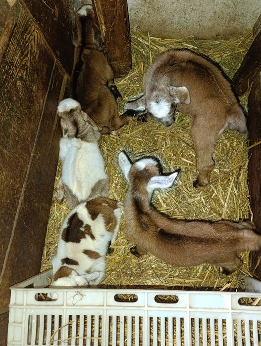 Продам  малюки 4місяціь англо нобійські гарні усі  здоровієбійц