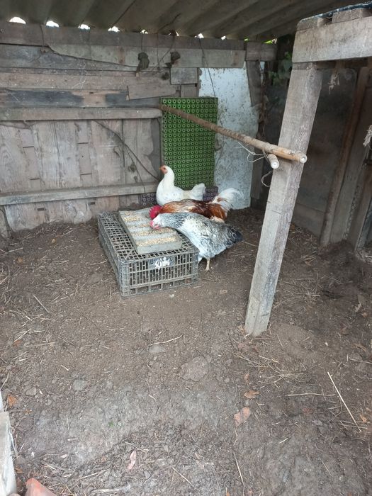 Vendo Galos e Galinhas