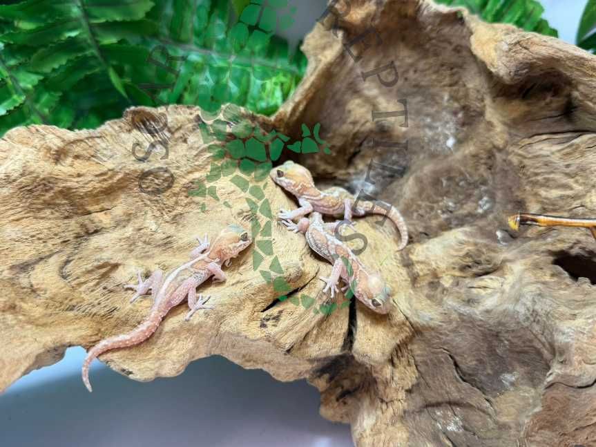 Gekon madagaskarski gekony madagaskarskie nie lamparci Elbląg