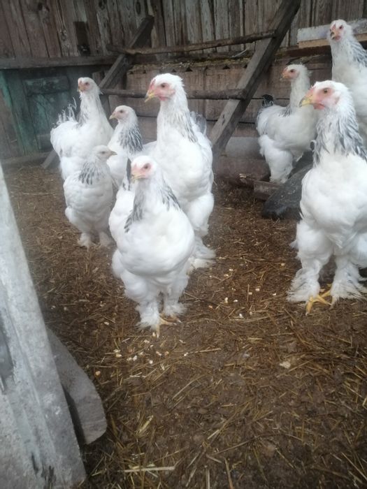 Продам півників  брама